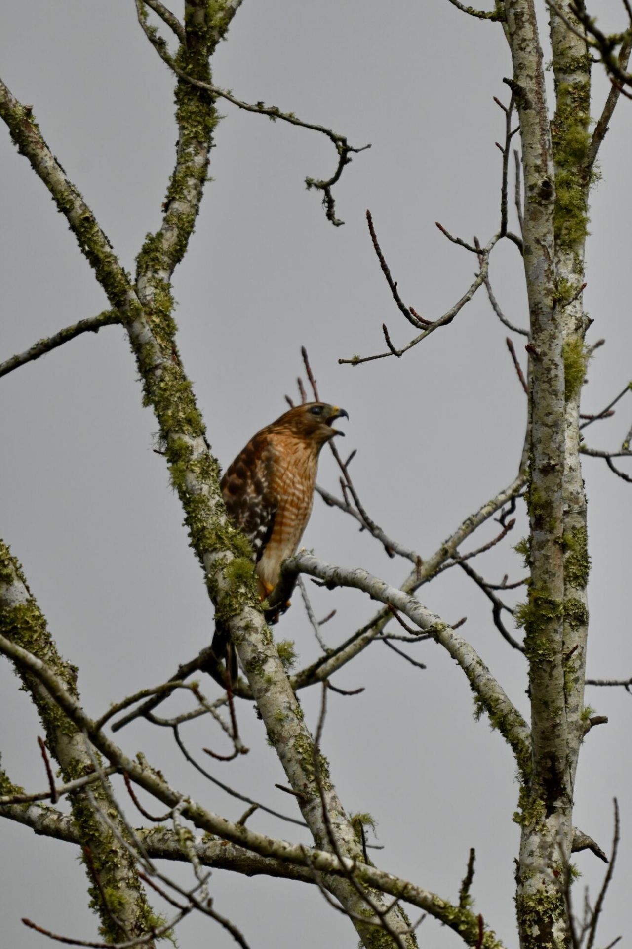 Lot 9 Hopkins Place Drive Photo 11