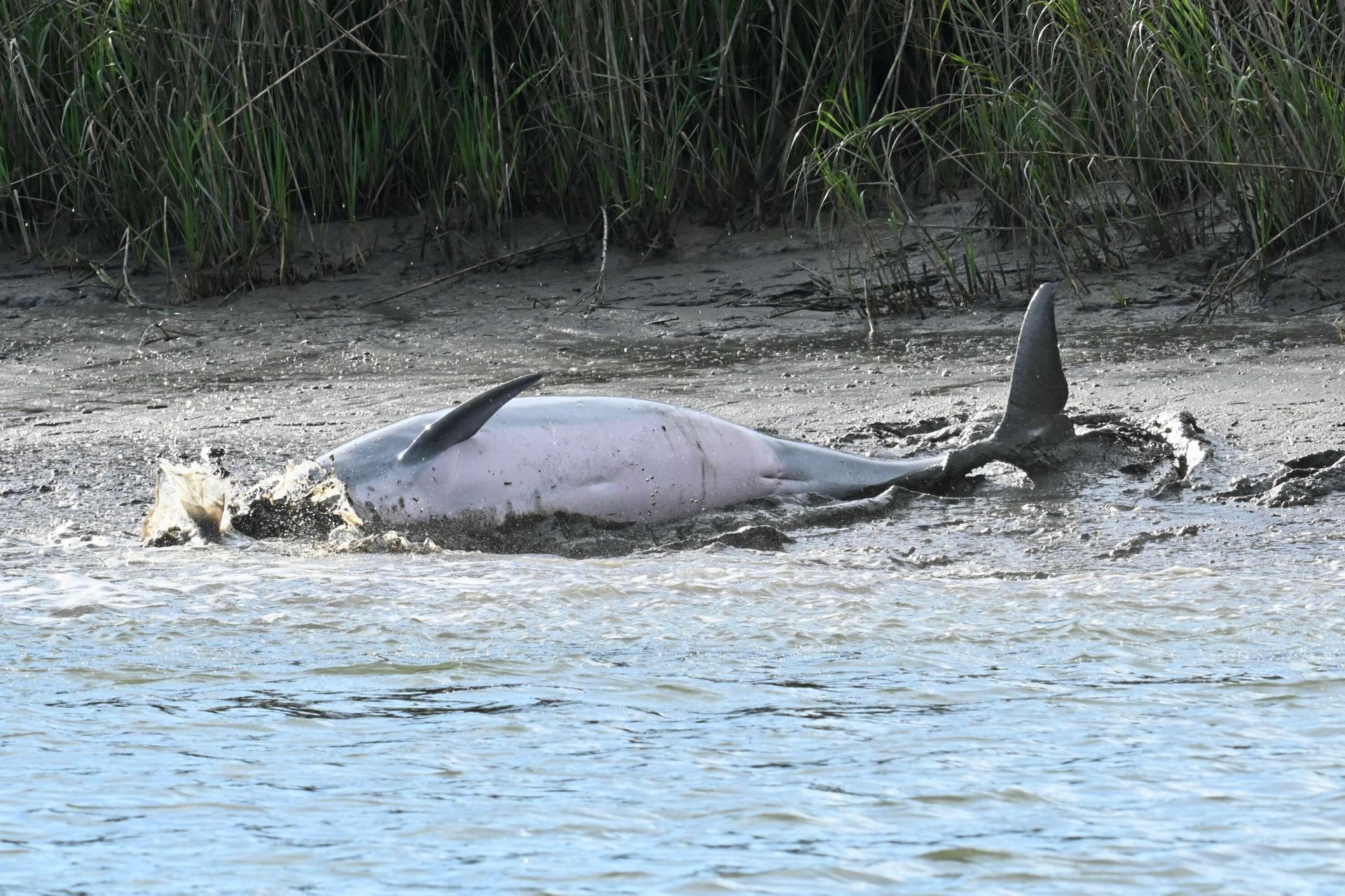 Lot 9 Hopkins Place Drive Photo 12