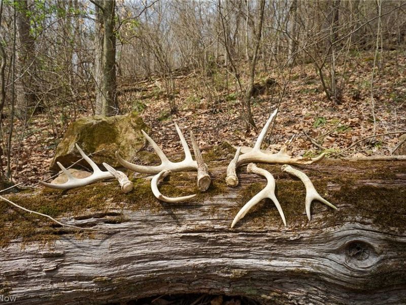 McKee Hill Rd , Frazeysburg, OH 43822 Photo 2