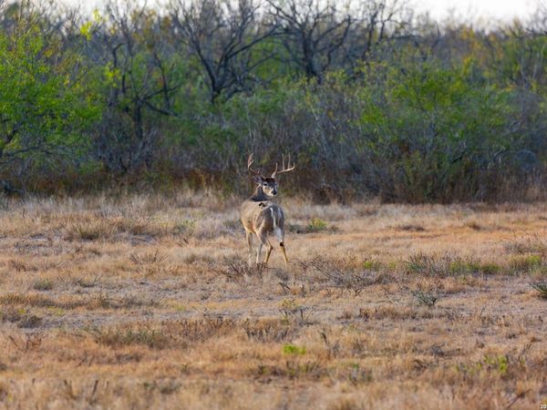 FM 1572 Hwy 131, Spofford, TX 78832