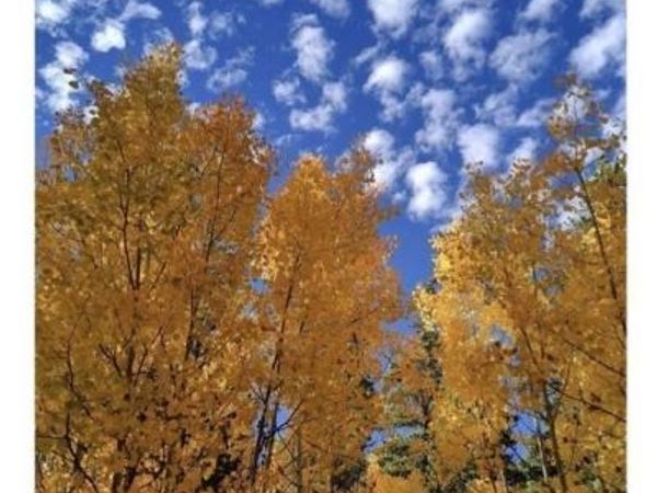 901 Bluestem Way , Fairplay, CO 80440