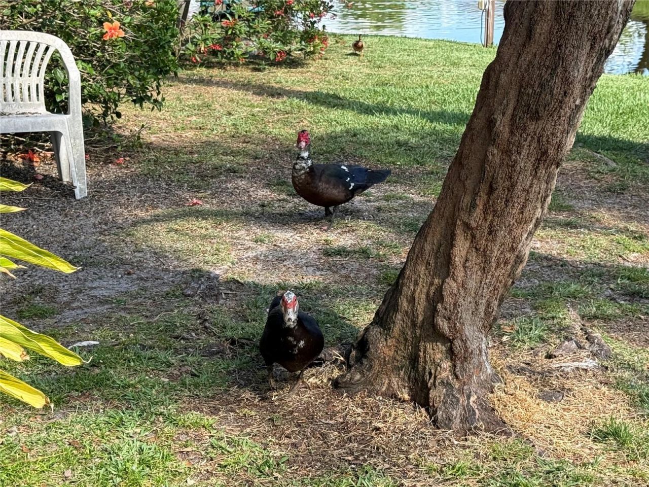 870 Village Lake Terrace N, Unit 101, Saint Petersburg, FL 33716 Photo