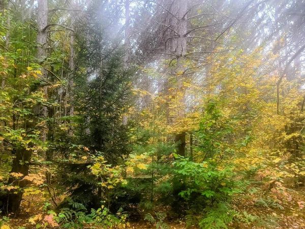 1 Cedar River Road, Mancelona, MI 49659