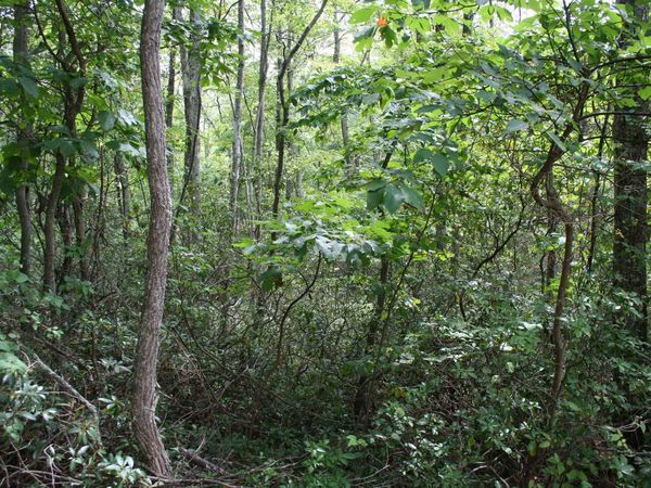 HIGH VALLEY SOUTH, Unit 44, MONTEREY, VA 24465