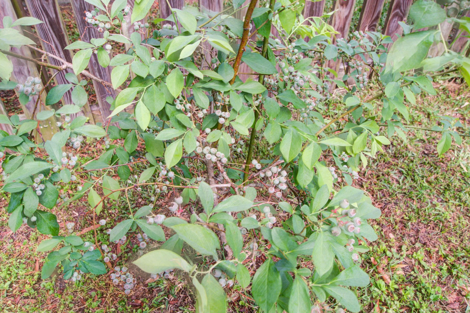 103 Stonewall Court Photo 33