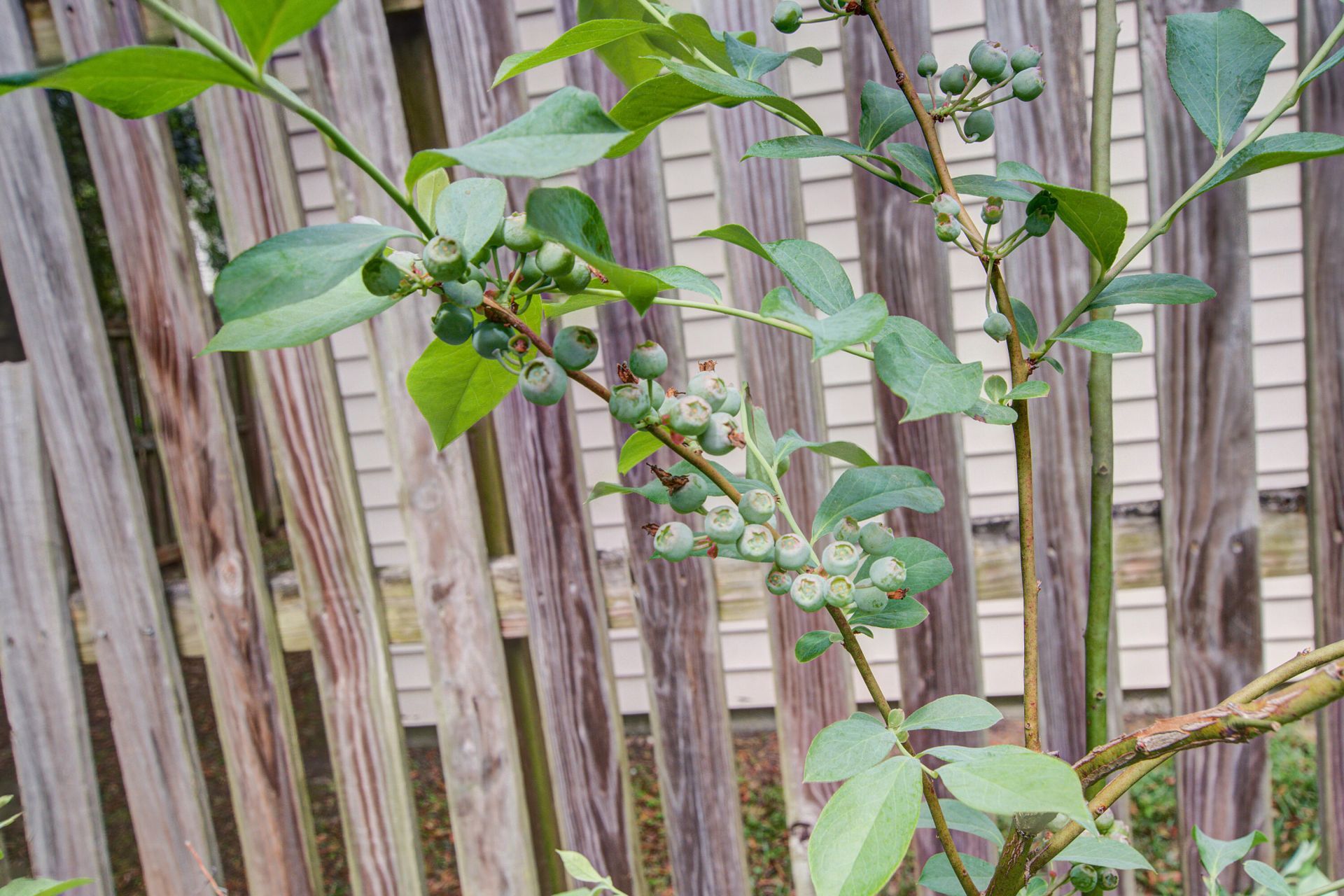 103 Stonewall Court Photo 34