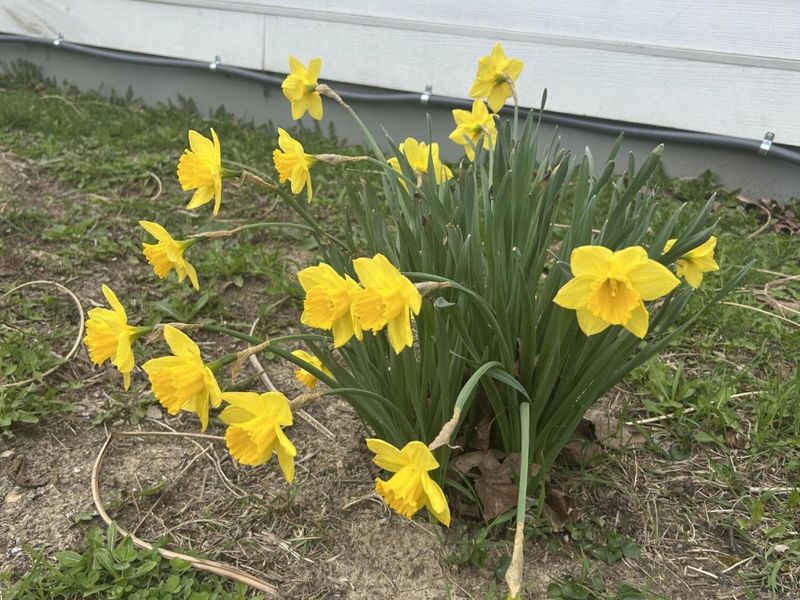 260 King Street, Yellow Springs, OH 45387 Photo 55