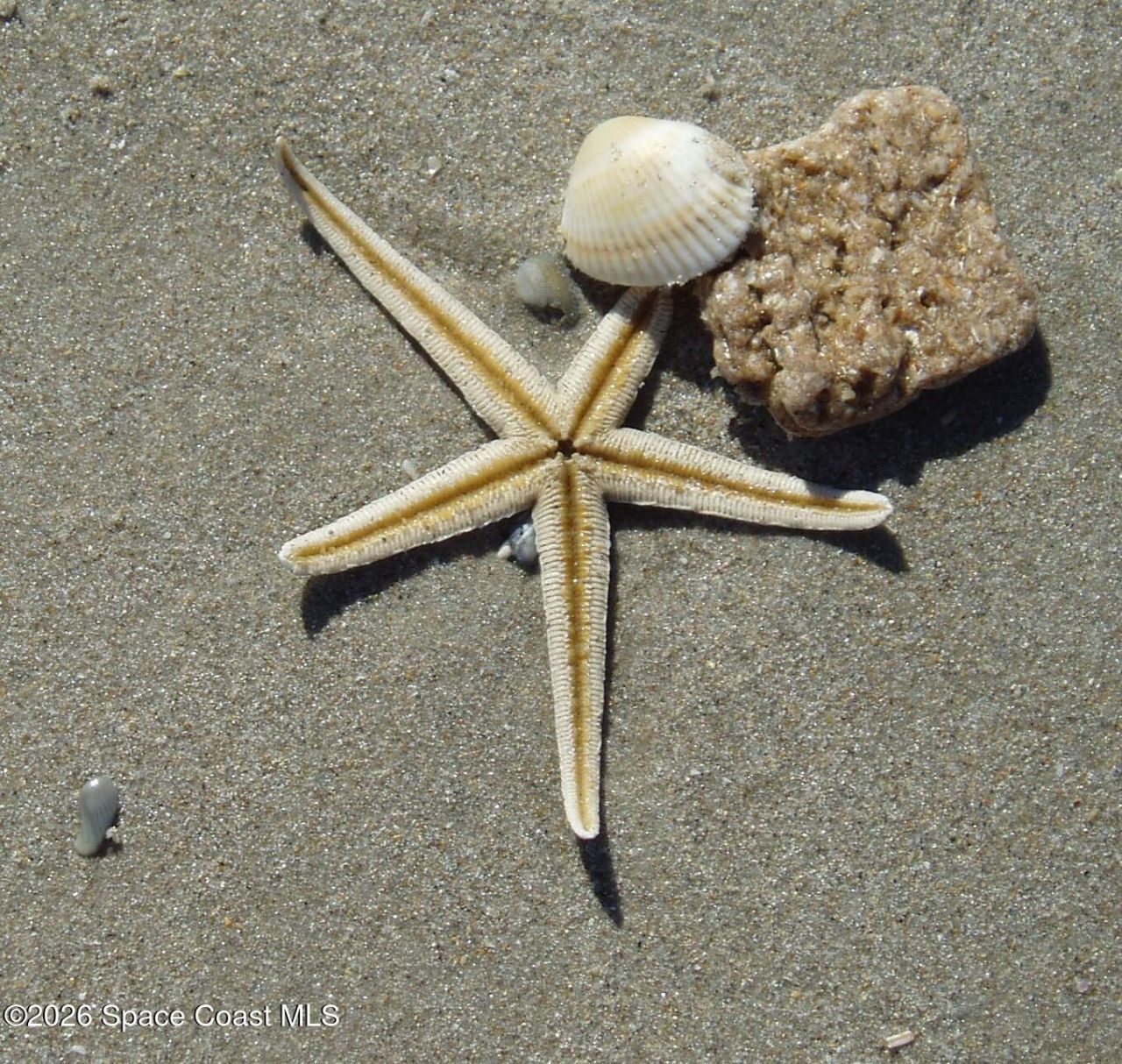 205 Melaleuca Drive , Satellite Beach, FL 32937 Photo