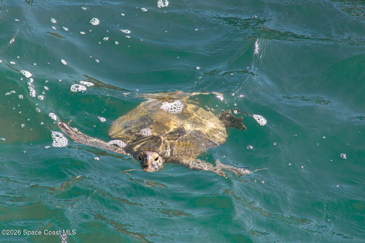 205 Melaleuca Drive , Satellite Beach, FL 32937 Photo