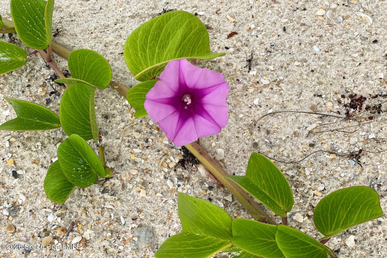 205 Melaleuca Drive , Satellite Beach, FL 32937 Photo