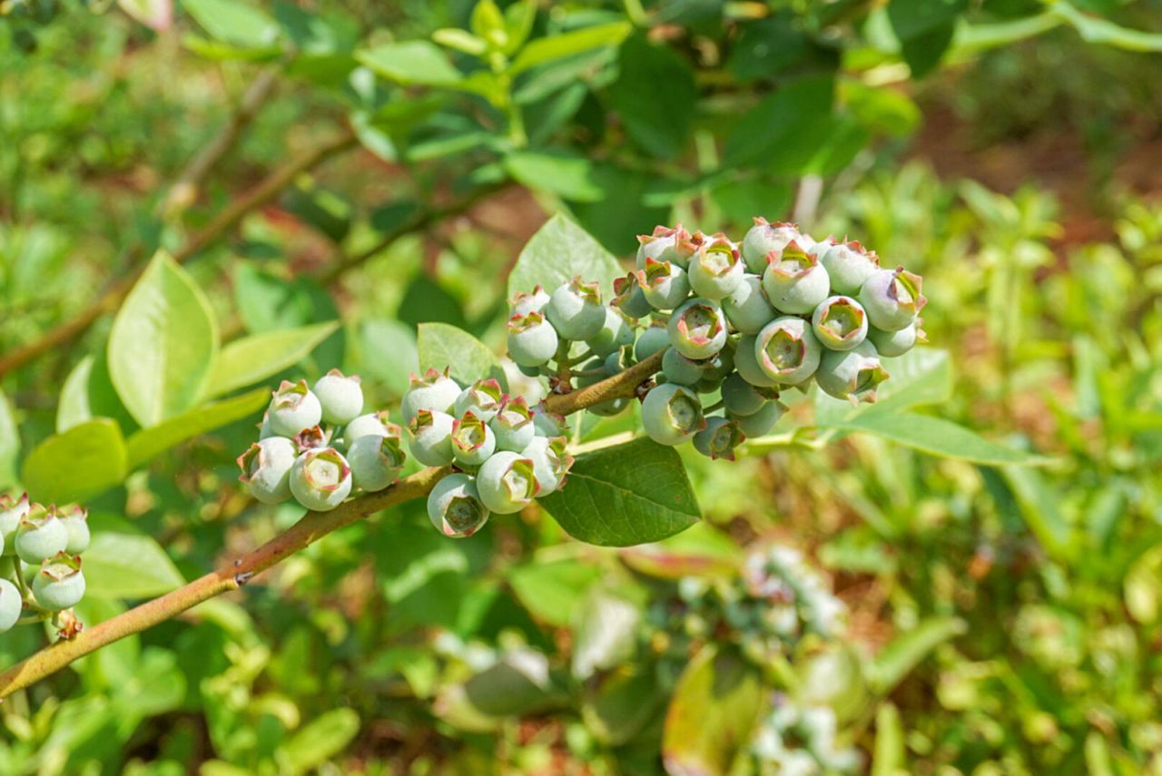 135 General Washington Boulevard Photo 55