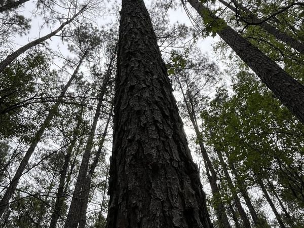 Hwy 49, Brooklyn, MS 39425