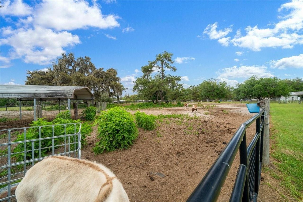 13456 W Highway 318, Williston, FL 32696 Photo