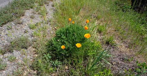 11216 Highway 89, Taylorsville, CA 95983 Photo