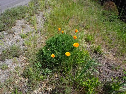 11216 Highway 89, Taylorsville, CA 95983 Photo