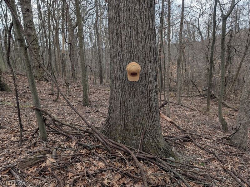 39000 Lees Run Road, Cadiz, OH 43907 Photo 13