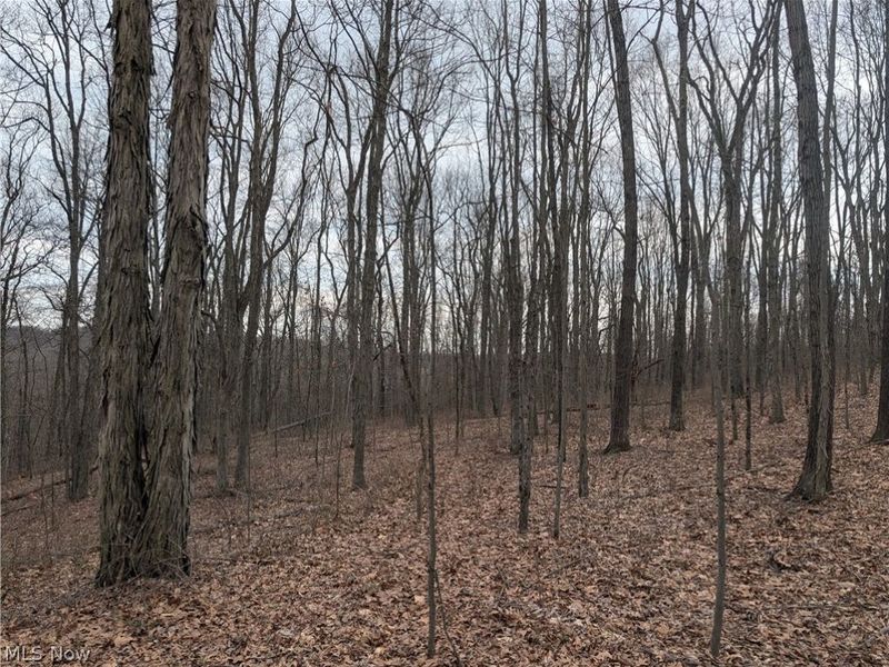 39000 Lees Run Road, Cadiz, OH 43907 Photo 23