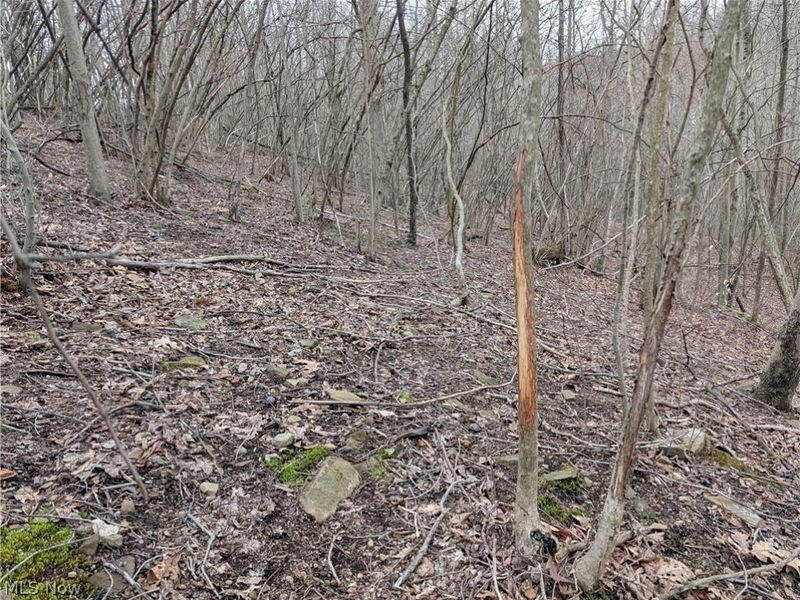 39000 Lees Run Road, Cadiz, OH 43907 Photo 33