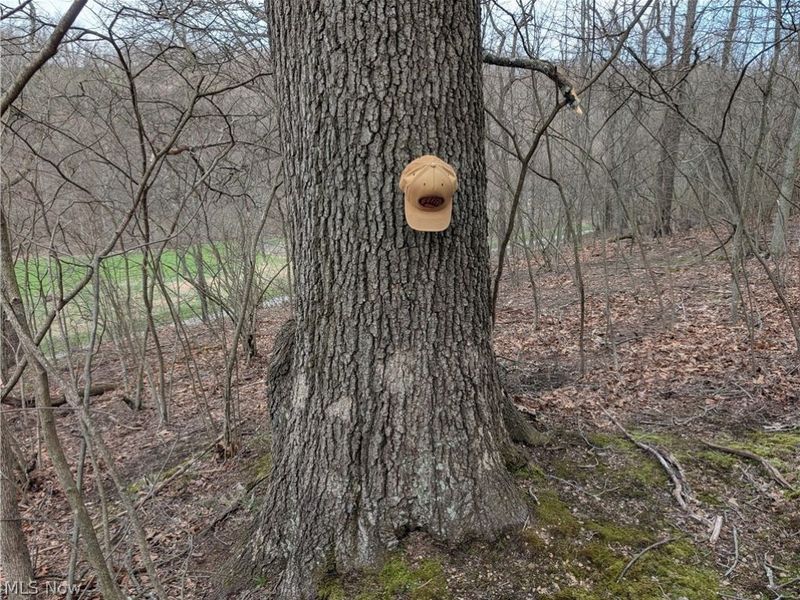 39000 Lees Run Road, Cadiz, OH 43907 Photo 6