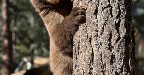 8681 Rainbow Ave, Kings Beach, CA 96143 Photo