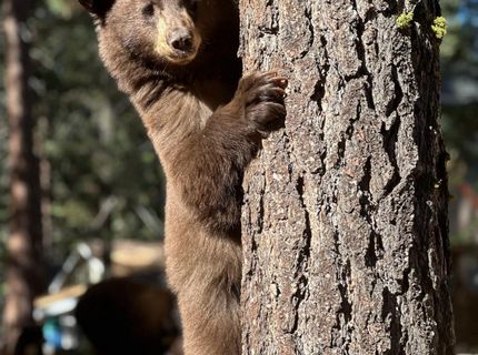 8681 Rainbow Ave, Kings Beach, CA 96143 Photo