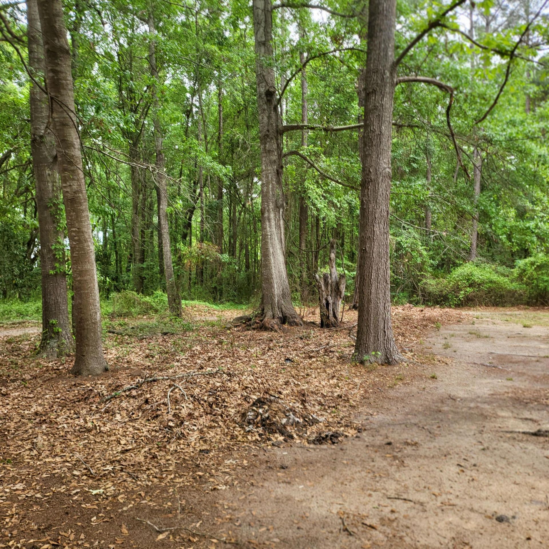 133 Knott Drive Photo 46