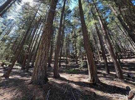 84 Yonkalla Trail, Graeagle, CA 96103 Photo