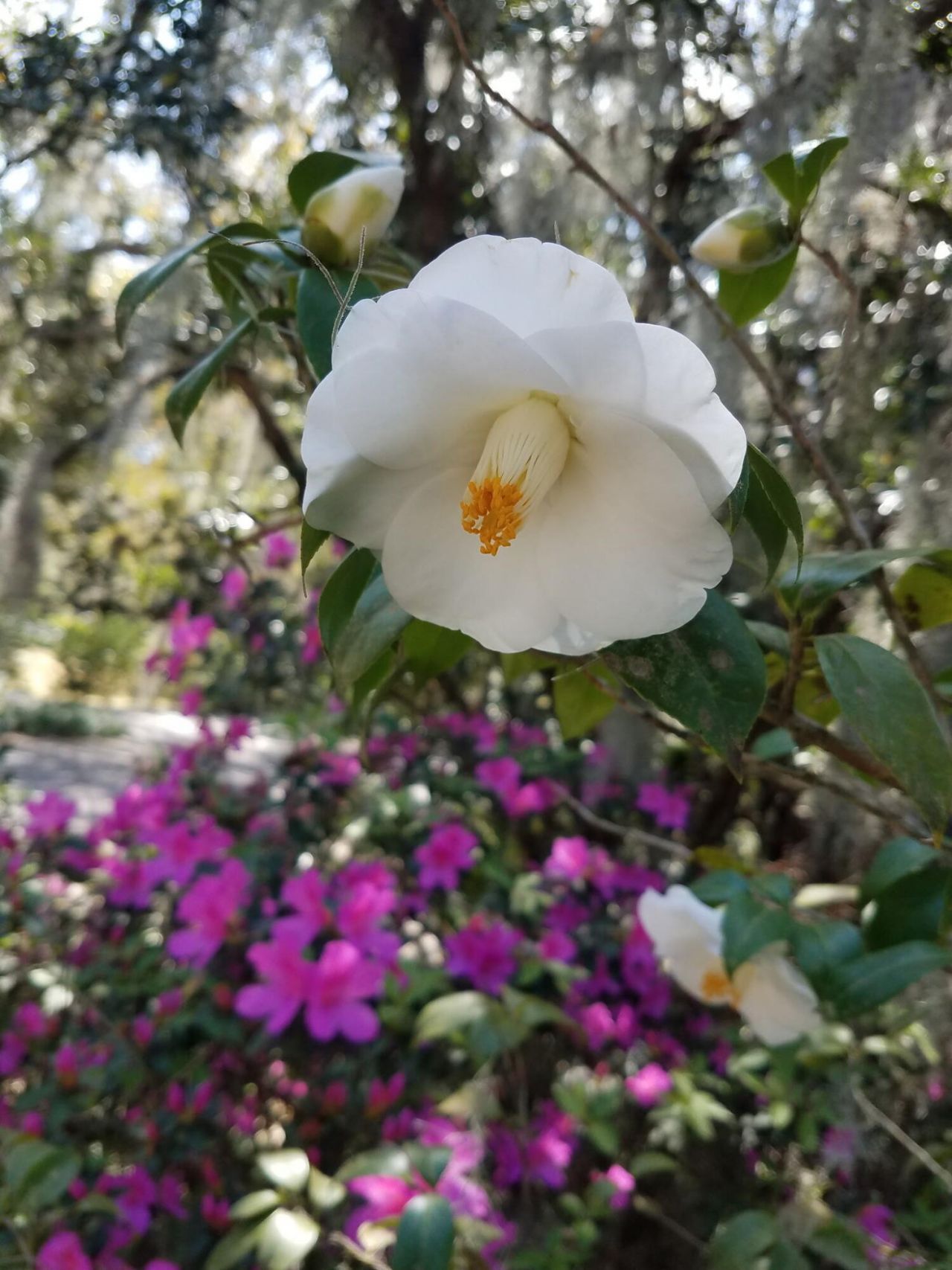 173 Stono Drive Photo 81