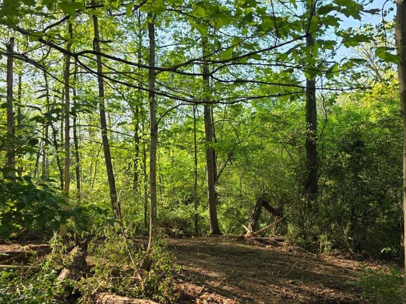 11965 Stone Mill Road, Cincinnati, OH 45251 Photo 3