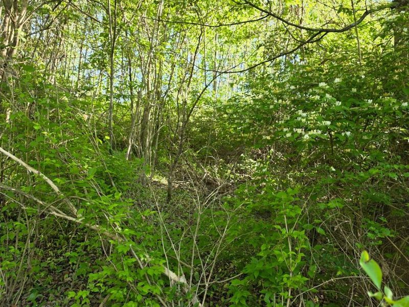 11965 Stone Mill Road, Cincinnati, OH 45251 Photo 5