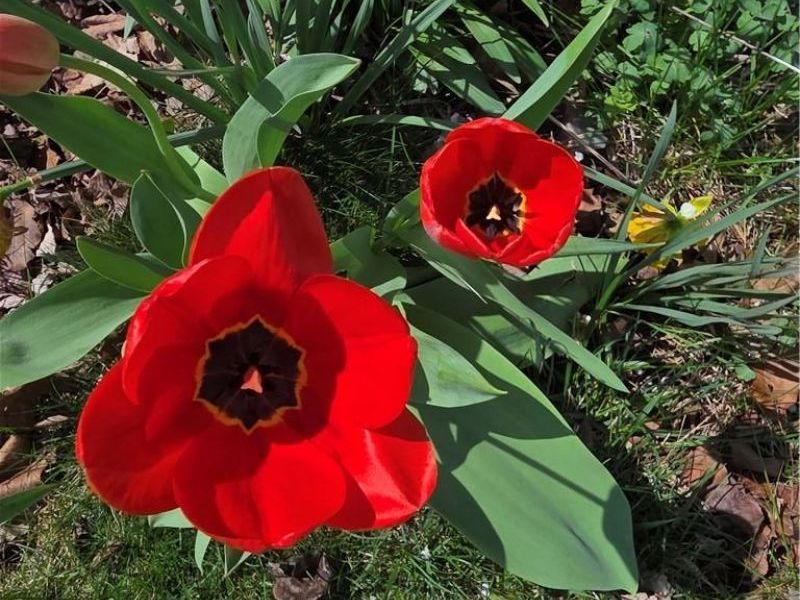 1344 Oaktree Drive, Greenville, OH 45331 Photo 2