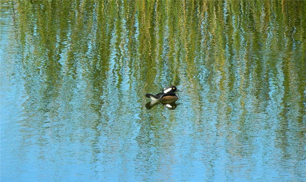 1365 St Catherines Circle, Vero Beach, FL 32967 Photo