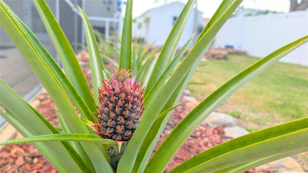 23340 Painter Avenue, Port Charlotte, FL 33954 Photo