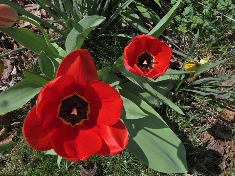 1344 Oaktree Drive, Greenville, OH 45331 Photo 2