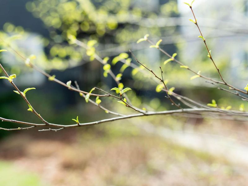 2813 Bryden Road, Columbus, OH 43209 Photo 8