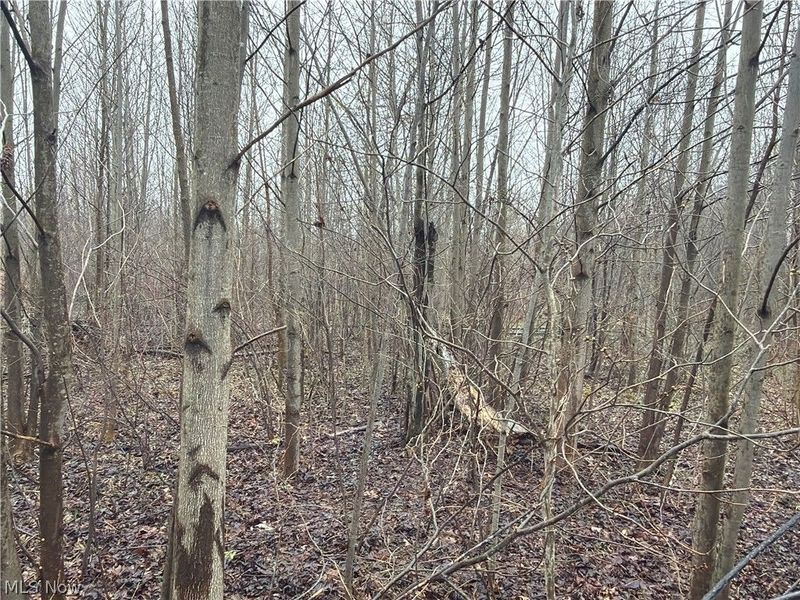 Ninevah Road , Geneva, OH 44041 Photo 10