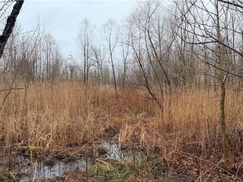 Ninevah Road , Geneva, OH 44041 Photo 3