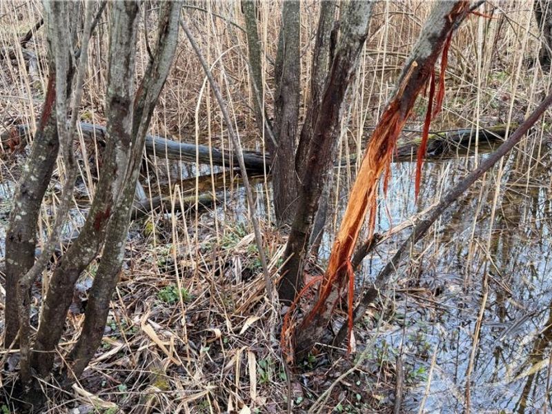 Ninevah Road , Geneva, OH 44041 Photo 4