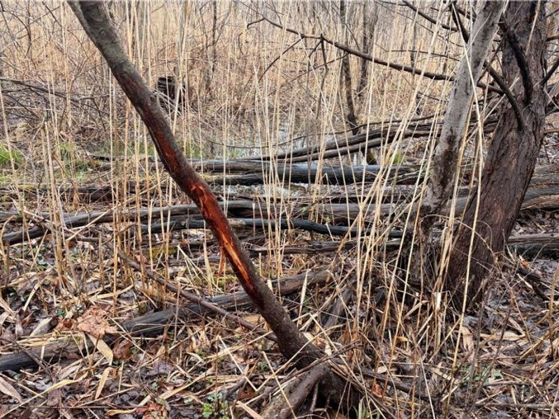 Ninevah Road , Geneva, OH 44041 Photo 5