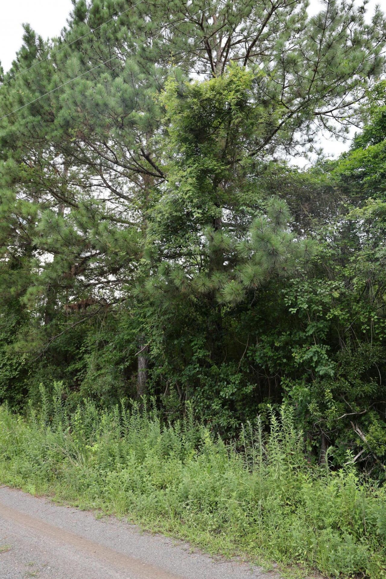 45 Partridge Road Photo 4