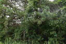 45 Partridge Road photo 4