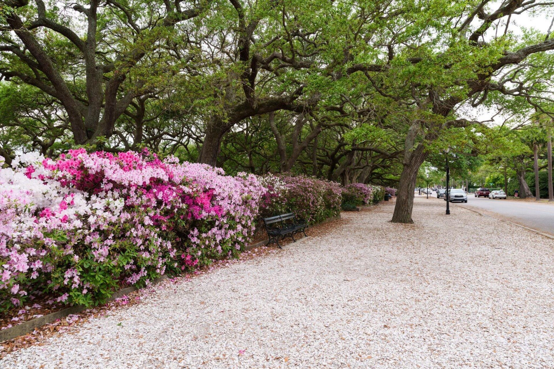 4 Rutledge Boulevard Photo 30