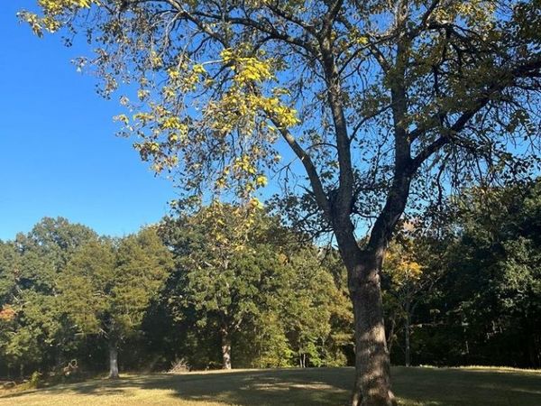 1486 Cedar Grove Rd, Big Sandy, TN 38221