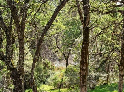 18706 Shirley Ln, Grass Valley, CA 95949 Photo