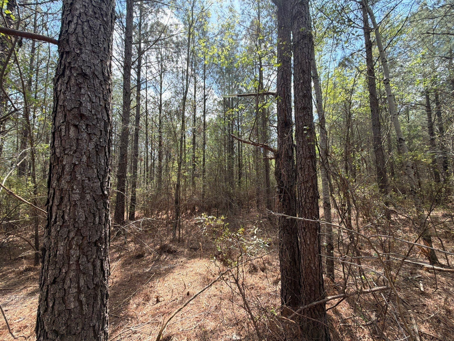 Cva 2 Mt. Calvary Road Photo 8