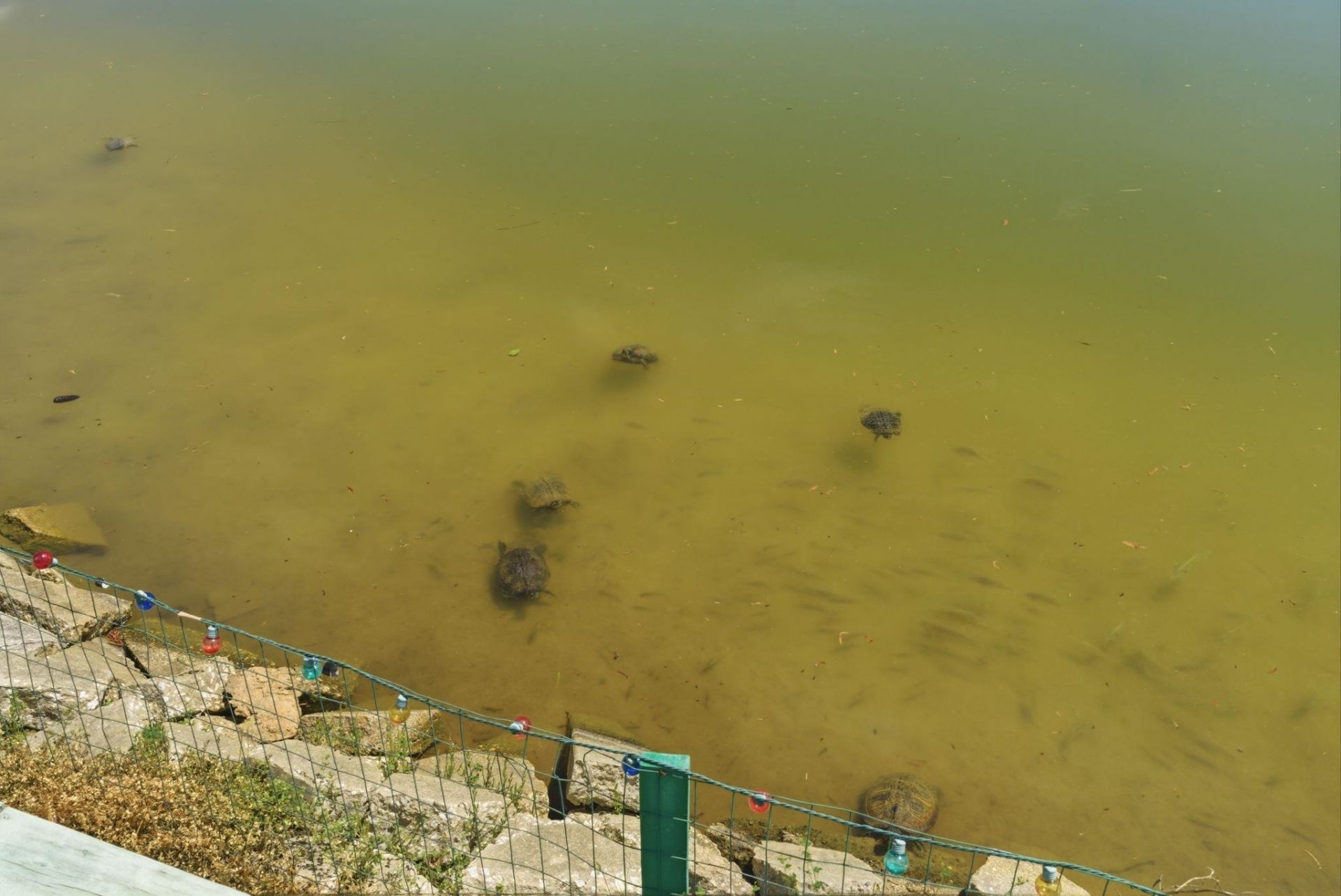 114 Murphy Way Photo 18