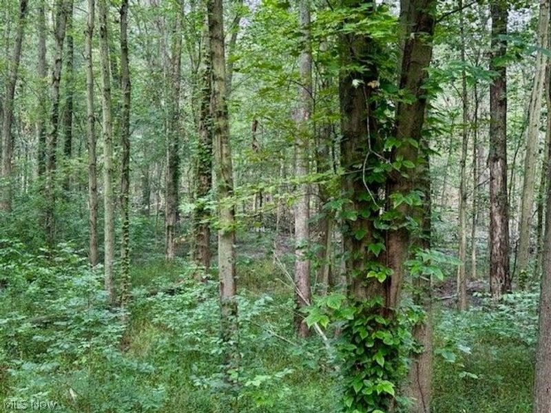 13460 Gifford Road, Oberlin, OH 44074 Photo 46