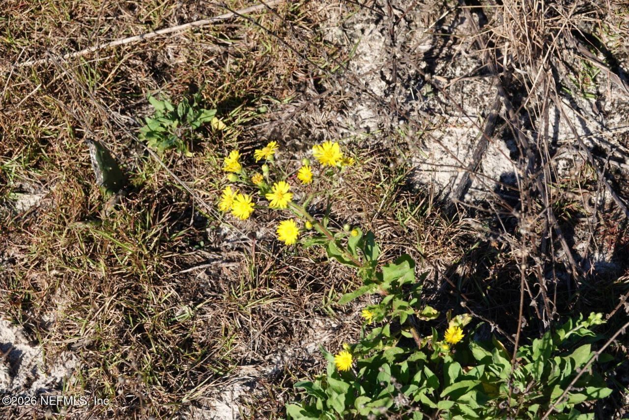 525 Raulerson Road, Seville, FL 32190 Photo