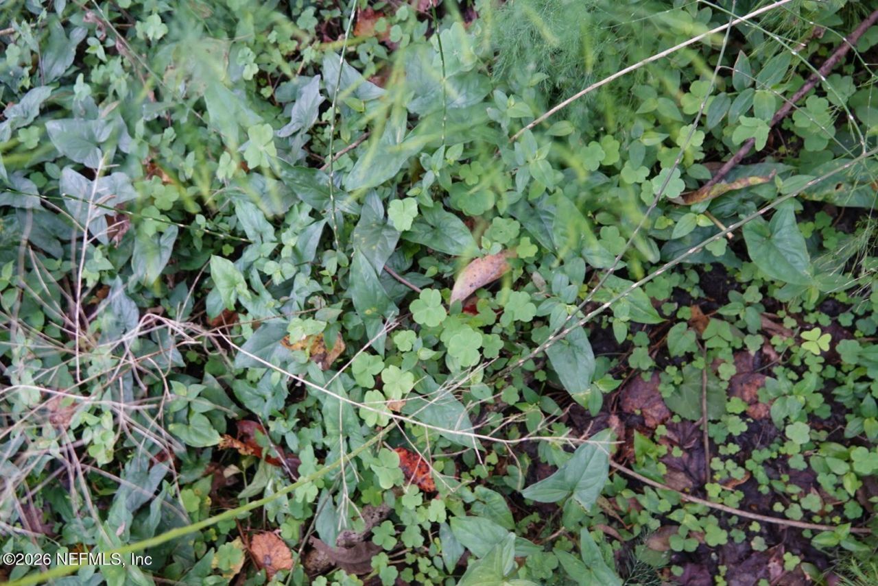 525 Raulerson Road, Seville, FL 32190 Photo