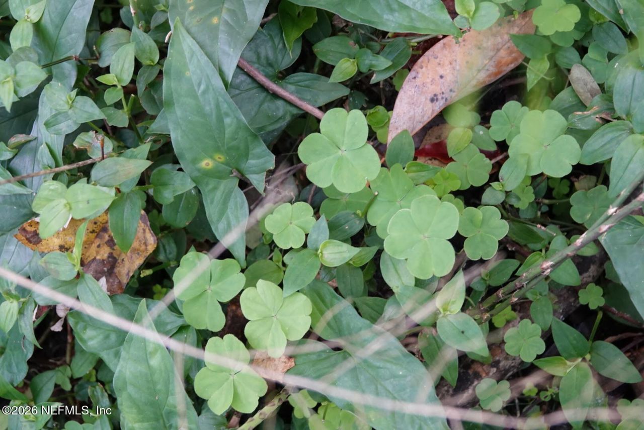 525 Raulerson Road, Seville, FL 32190 Photo